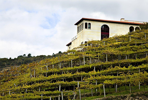 Visita a bodegas